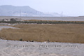 Champ de blé en région désertique - EGYPTE