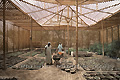 Pepinière, culture en terre aride - EGYPTE