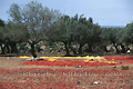 Tas de piments rouges au pied d'oliviers - TUNISIE