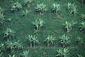 Plantation de caféiers et de bananiers plantain - COLOMBIE