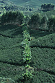 Plantation de caféiers et rangée de bananier plantain - COLOMBIE