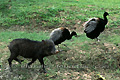 Cochon Pécari à collier et pintades côte à côte - COLOMBIE