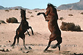 Combat de mâles, chevaux libres du Namib - NAMIBIE