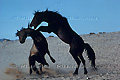 Combat de mâles, chevaux libres du Namib - NAMIBIE