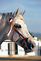 Portrait d'un cheval andalou - ESPAGNE