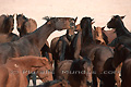 Groupe de chevaux libres du Namib - NAMIBIE