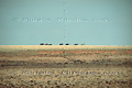 Groupe de chevaux libres du Namib - NAMIBIE