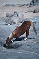 Cheval libre du Namib buvant de l'eau de pluie - NAMIBIE
