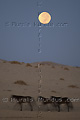 Groupe de chevaux libres du Namib sous une pleine lune - NAMIBIE