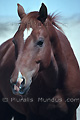 Portrait d'un cheval libre du Namib - NAMIBIE