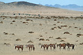 Groupe de chevaux libres du Namib - NAMIBIE<BR>