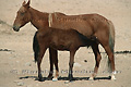 Jument libre du Namib allaitant son poulain, chevaux libres du Namib - NAMIBIE