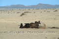 Cheval libre du Namib se roulant par terre - NAMIBIE