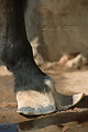 Sabot d'un cheval libre du Namib - NAMIBIE