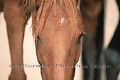 Portrait d'un cheval libre du Namib - NAMIBIE