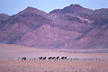 Groupe de chevaux libres dans le désert du Namib - NAMIBIE