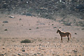 Poulain dans le désert du Namib - NAMIBIE