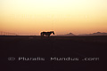 Coucher de soleil sur un cheval marchant dans le désert du Namib - NAMIBIE