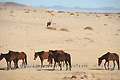 Groupe de chevaux libres du Namib croisant le chemin d'un Oryx - NAMIBIE