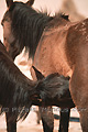 Jument allaitant son poulain, chevaux libres du Namib - NAMIBIE