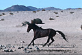 Jeune cheval galopant dans le désert du Namib - NAMIBIE