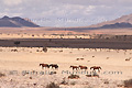 Groupe de chevaux dans le désert du Namib - NAMIBIE