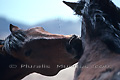 Pincement amical entre deux chevaux du Namib - NAMIBIE