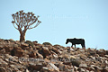 Cheval marchant dans le désert du Namib - NAMIBIE