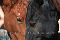 Portrait de chevaux libres du Namib - NAMIBIE