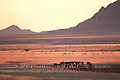 Groupe de chevaux libres dans le désert du Namib - NAMIBIE