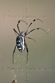 Araignée - NAMIBIE