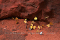 Groupe de papillons - NAMIBIE