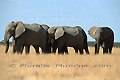 Troupeau d'éléphants d'Afrique - NAMIBIE
