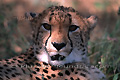 Guépard (Cheetah) - NAMIBIE