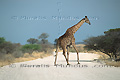 Girafe - NAMIBIE