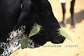 Portrait de vache piquée par des cactus - COLOMBIE
