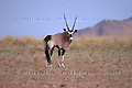 Oryx ou Gemsbok - NAMIBIE