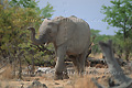 Eléphant d'Afrique (Loxodonta africana) - NAMIBIE