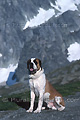 Barry, chien Saint-Bernard - SUISSE