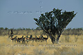 Groupe de springboks à l'ombre d'un arbre - NAMIBIE