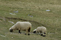 Moutons nez noir du Valais - SUISSE