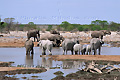 Troupeau d'éléphants d'Afrique - NAMIBIE
