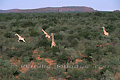 Groupe de girafes - NAMIBIE