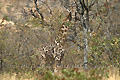 Girafe - NAMIBIE