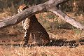 Guépard (Cheetah) - NAMIBIE