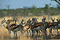 Groupe de springboks - NAMIBIE