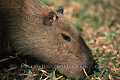 Capybara, le plus gros rongeur du monde