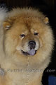 Chien Chow Chow