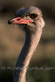 Regard d'autruche (Struthio camelus) - NAMIBIE