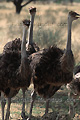 Groupe d'autruches (Struthio camelus) - NAMIBIE